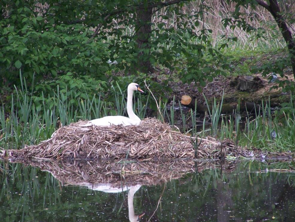 Mute swan on its nest by zakwitnij is licensed under CC BY-SA 2.0.